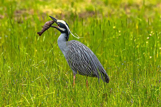 Yellow Crowned Night Heron Eating a Crayfish for Breakfast
