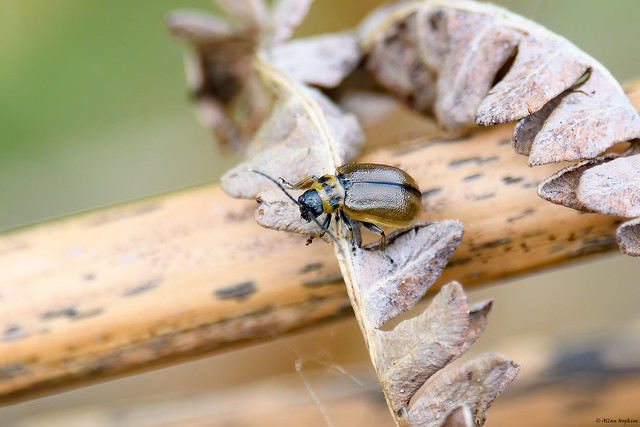 Heather Beetle (Lochmaea suturalis)