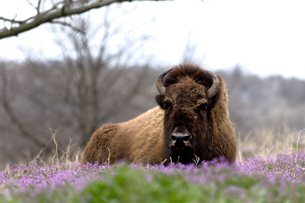 Wild Flowers and Fur