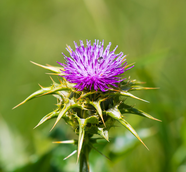 Milk Thistle and an ant