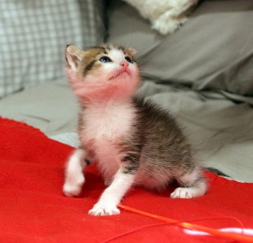 Arin, gatito blanquipardo monísimo nacido en marzo´24, en adopción. Valencia. 53650444257_d12044ef04