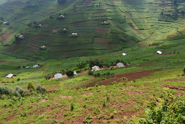 Steep cultivated hills in Kisoro District