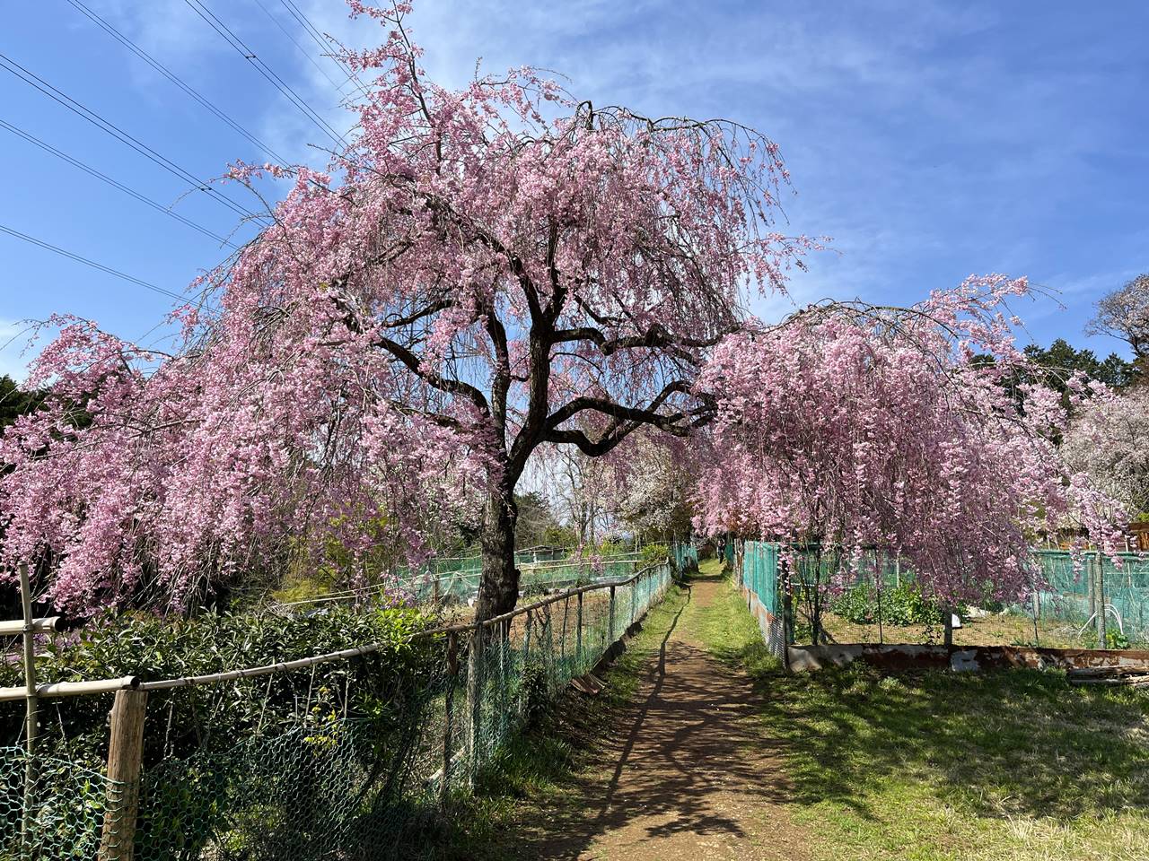 【奥武蔵】ユガテのしだれ桜 満開の桜咲く桃源郷へ 春の登山