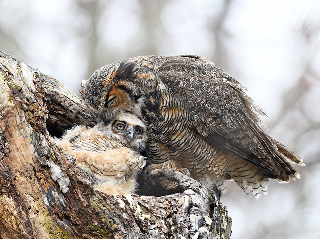 Great Horned Owl Mom With Baby