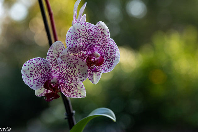 On a sunny autumn evening, pretty Phalaenopsis bloom at our garden. It is a genus of about seventy species of orchids in the family orchid.