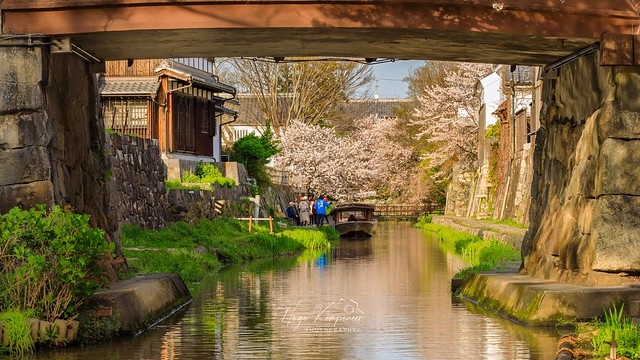 Cherry Blossom Walkabout around the Hachiman-bori Moat in Ōmihachiman, Shiga Prefecture.