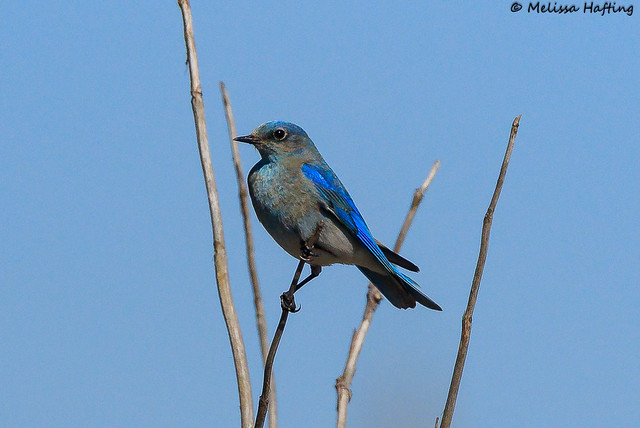 Mountain Bluebird (Sialia currucoides) - Point Roberts, WA