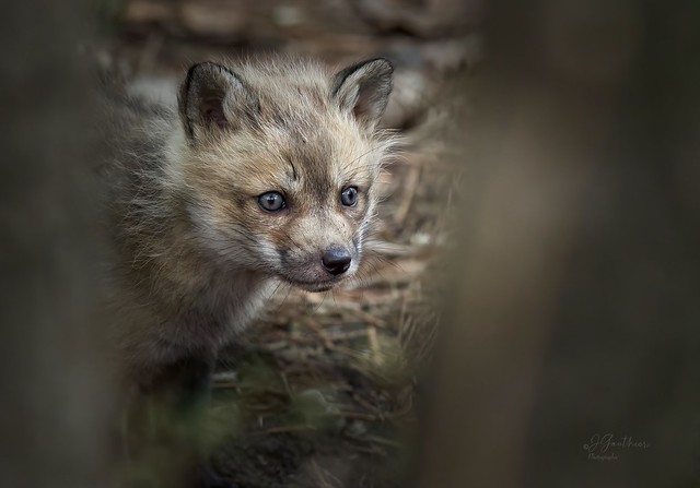 Renardeau . / Fox Cub .
