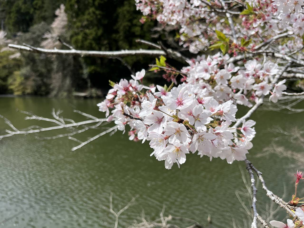 【奥武蔵】ユガテ～鎌北湖 満開の桜咲く桃源郷へ 春の登山