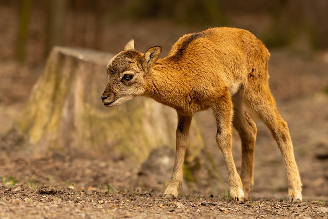 Little Mouflon Discovers the World