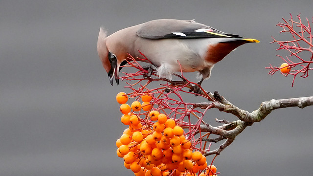 Waxwing - Bombycilla garrulus