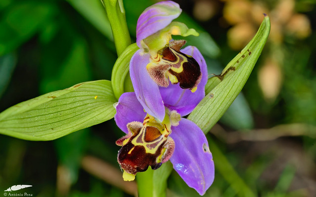 Bee Orchid - Erva-abelha
