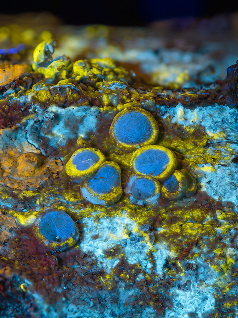 Flourescent lichen