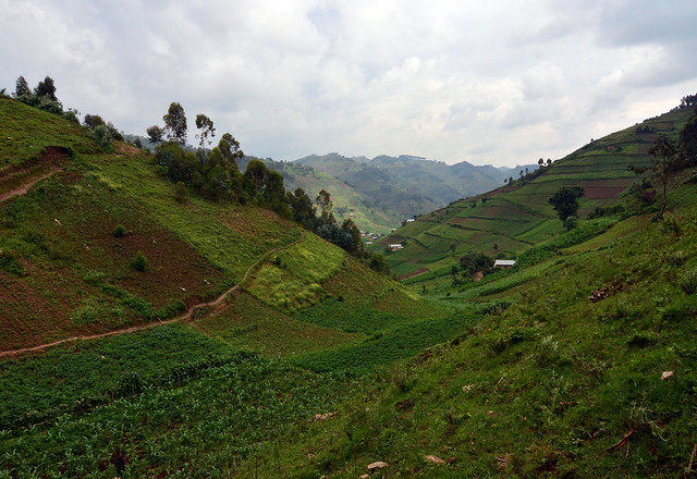 Steep cultivated hills in Kisoro District