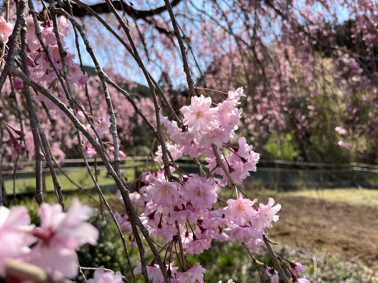 【奥武蔵】ユガテ～鎌北湖 満開の桜咲く桃源郷へ 春のハイキング