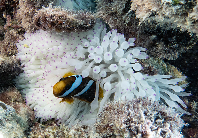 Barrier reef anemonefish in bleached anemone #marineexplorer