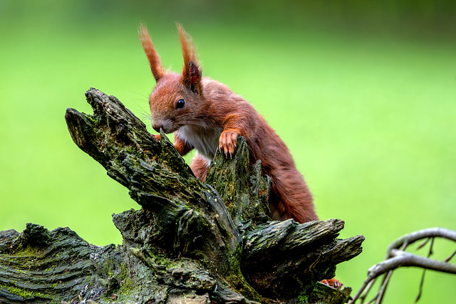 Eichhörnchen - red squirrel  (Sciurus vulgaris)
