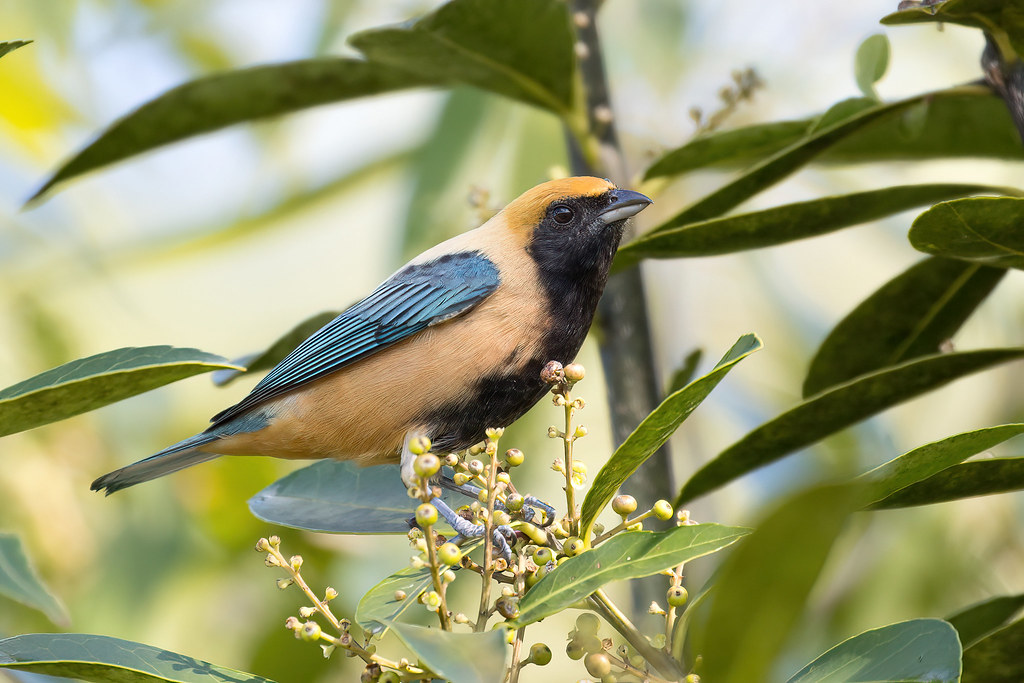 Burnished-buff Tanager (Stilpnia cayana), male