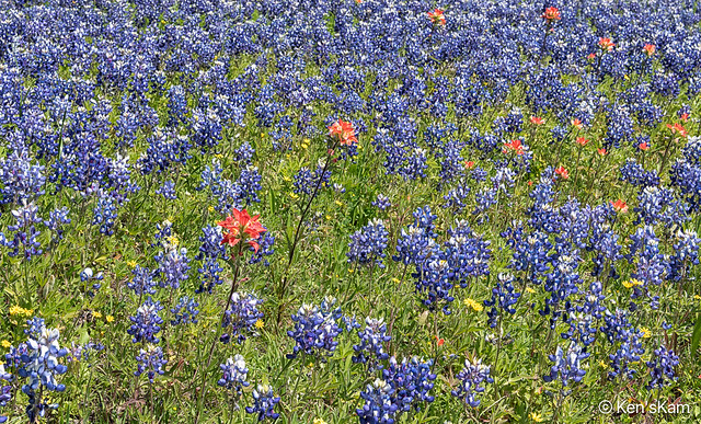 Texas Springtime