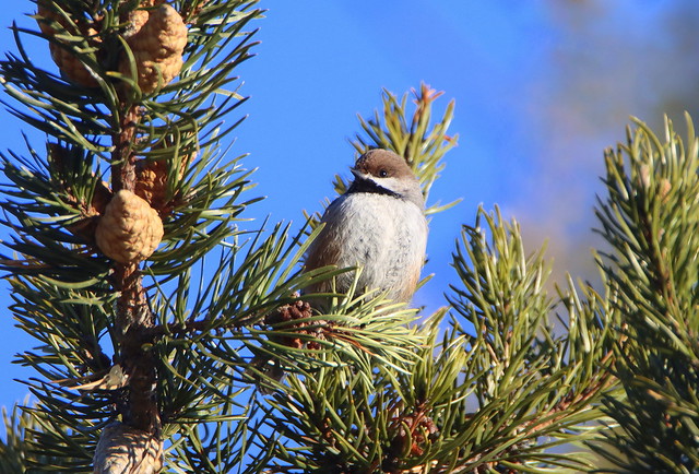 IMG_5109.jpg  Mésange à tête brune