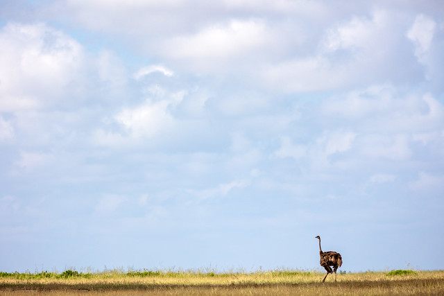 Ostrich, Amboseli