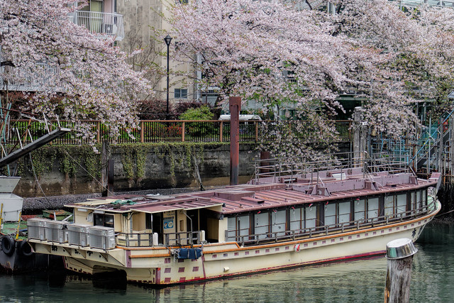 Cherry blossom in Tokyo