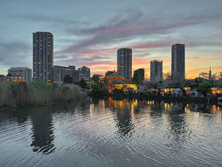 Serene Reflection: Tokyo's High-Rises Mirrored in Shinobazu Pond