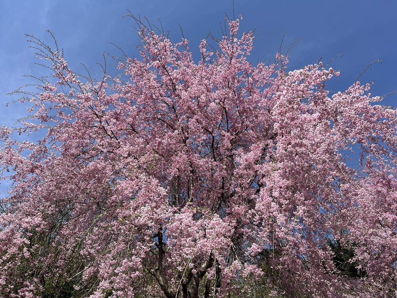 【奥武蔵】ユガテ～鎌北湖 満開の桜咲く桃源郷へ 春の登山