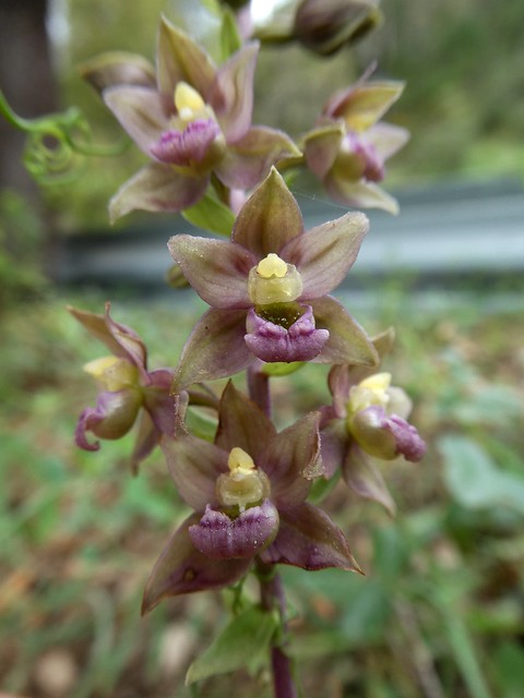 Epipactis helleborine subsp. tremolsii (Pau)