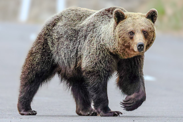 Wild Eurasian Brown Bear