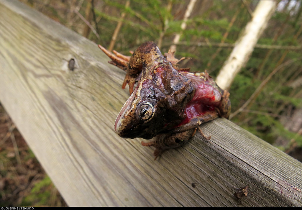 20210417_1 Dead frog draped (by bird?) over handrail on the trail Potatisleden in Alingsås, Sweden