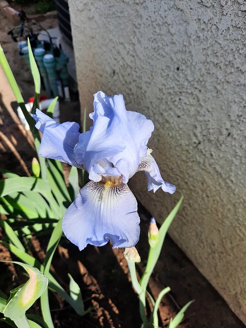 Iris subg. Iris hybrid - Iridaceae Iridoideae Irideae - bearded iris 1