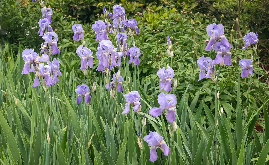 Cluster of Iris
