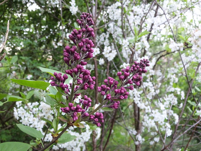 cherry blossom and early lilac