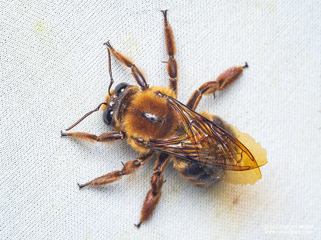 Carpenter bee (Xylocopa myops) - P3092257