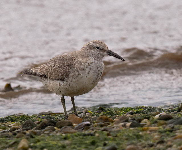 Red Knot (Winter plumage)