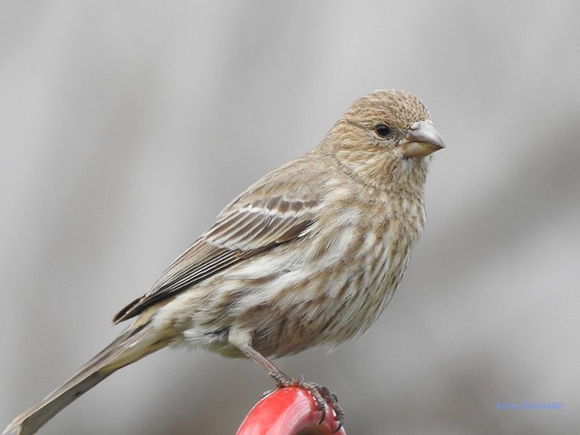 Female Red Finch