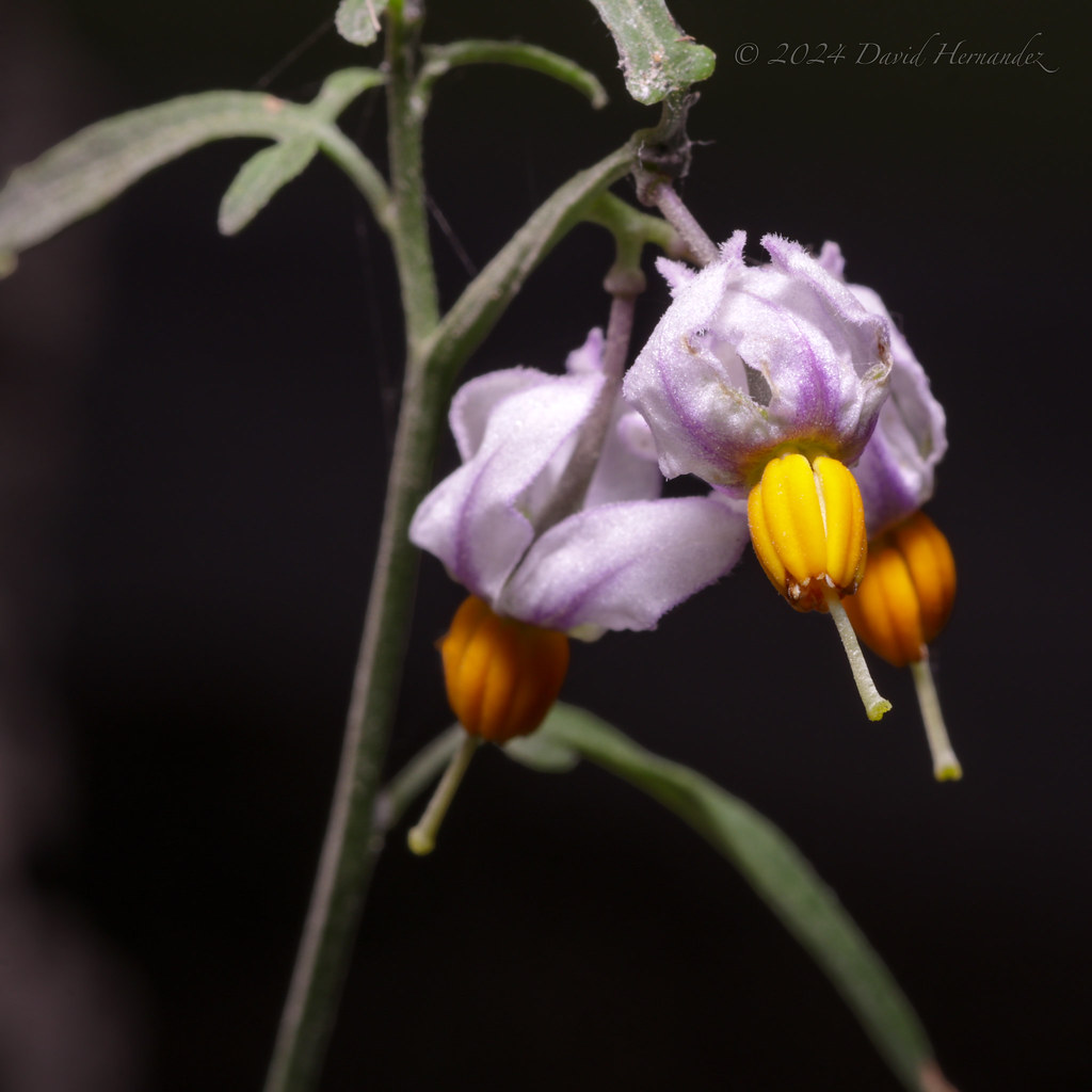 Texas Nightshade (Solanum triquetrum Cavanilles, 1795).