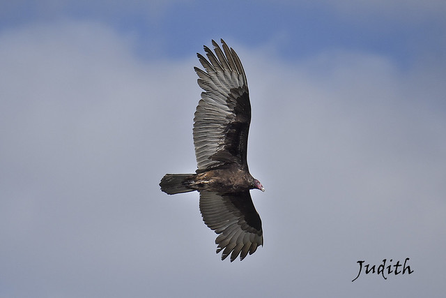 Urubu à tête rouge- Turkey Vulture