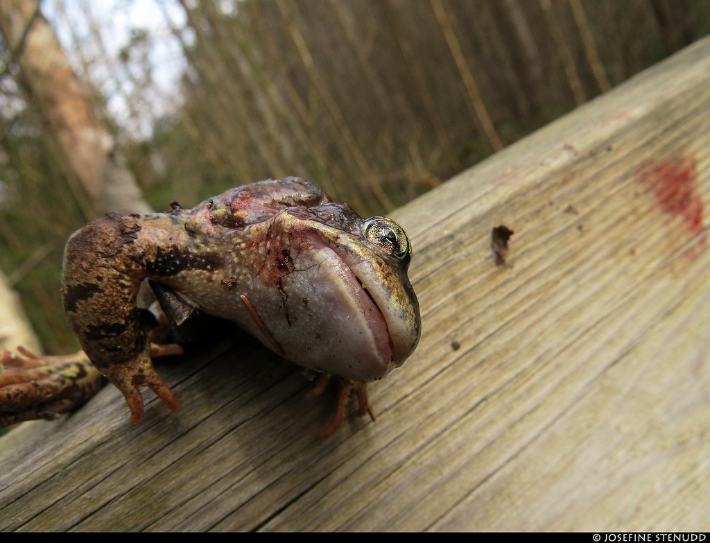 20210417_8 Dead frog draped (by bird?) over handrail on the trail Potatisleden in Alingsås, Sweden