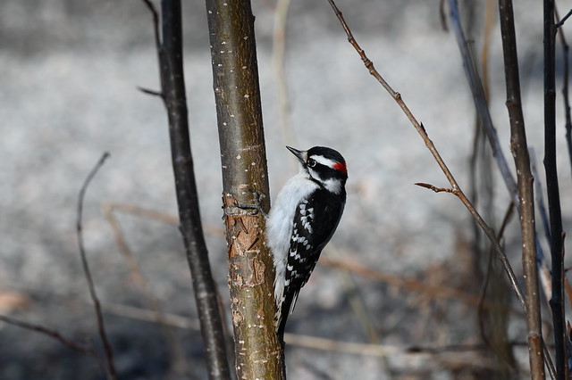 Pic mineur mâle--Downy Woodpecker (Dryobates pubescens)
