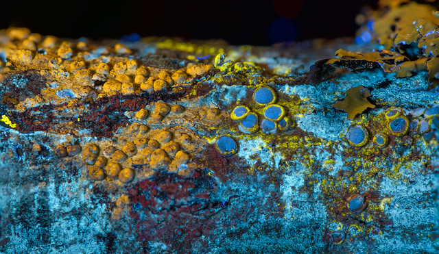 Flourescent lichen