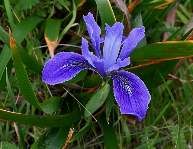 Iris douglasiana, Pt. Reyes National Seashore