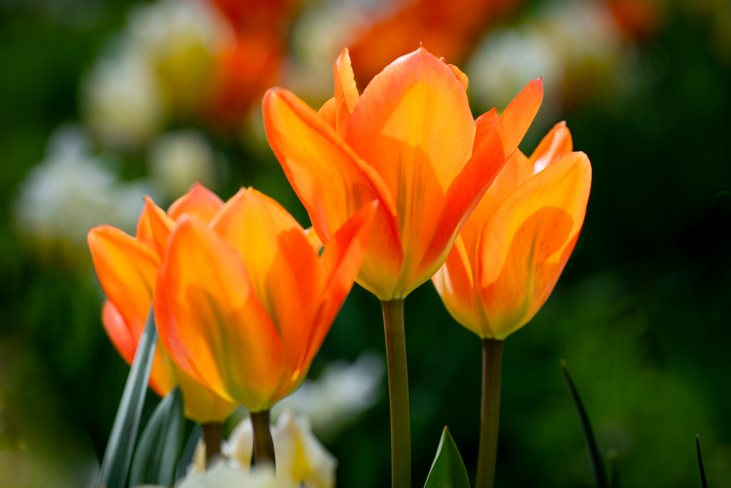 Four orange tulips