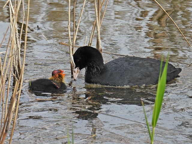 Coot & chick 13.4.24
