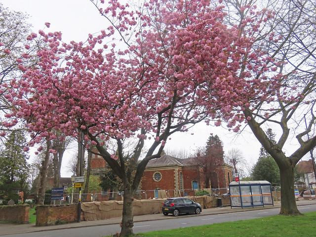 Blossom tree at Hall Green Church of Ascension