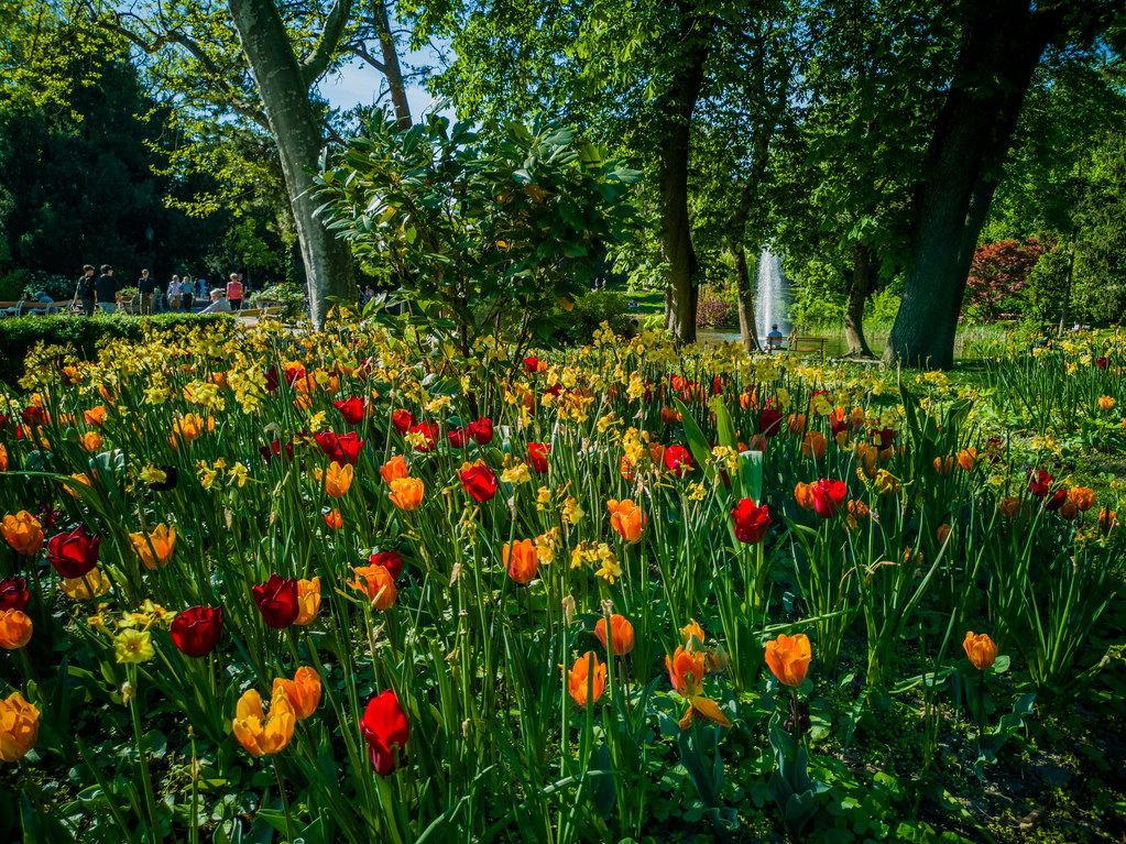 Tulip flowers in springtime.