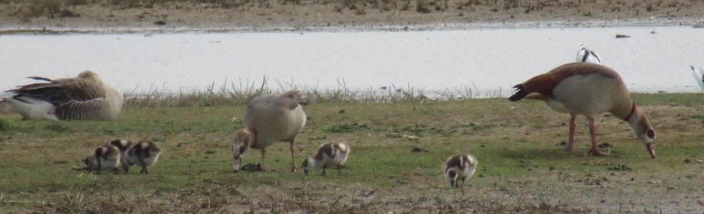 Egyptian Geese (adults and juveniles, with Greylag Goose and Pied Avocet); 20240413; UK-NFK-Cley Marshes NWT