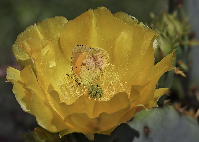 Engelmann's Prickly Pear with a Matching Sleepy Orange Butterfly
