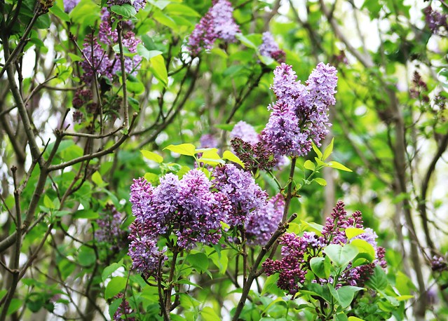 Spring Lilac (2)